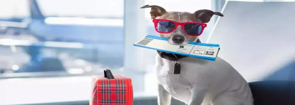Flying with Pets: Understanding Airlines' Pet Policy