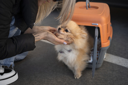 ¿Cuál es la política de mascotas de Air Canada?