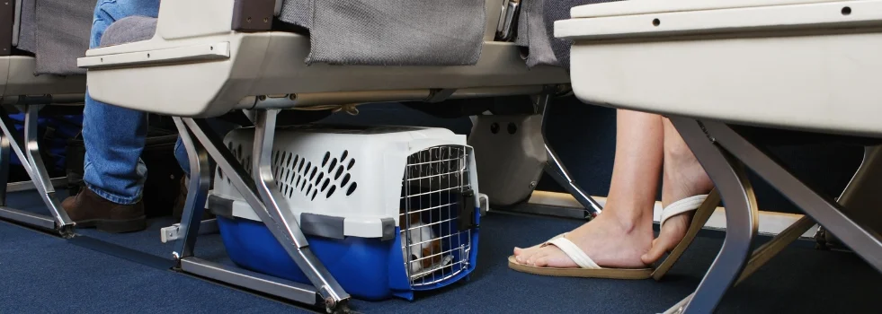 What are the airline policies on pet travel?